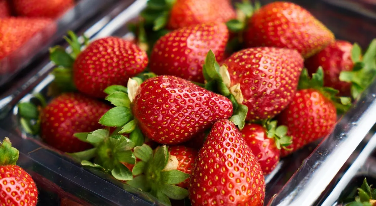 list-of-top-10-countries-that-produce-most-strawberries-in-world-know-where-india-stands