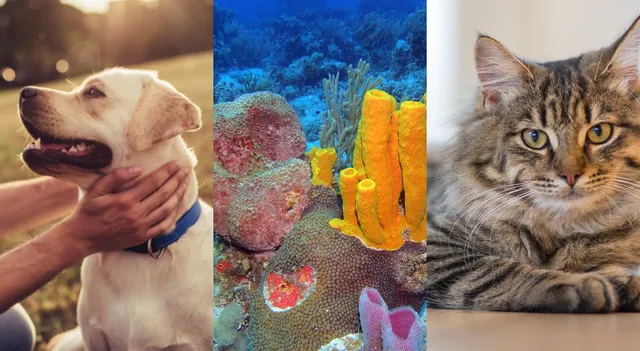 the-list-of-21-longest-living-animals-in-the-world-know-where-cat-and-dog-stand