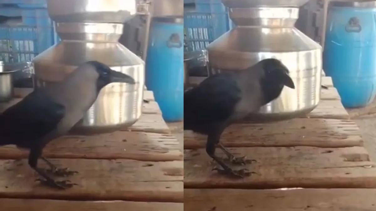 Woman’s Pet Crow Stuns Internet With Human-Like Speech (image credits: Instagram)
