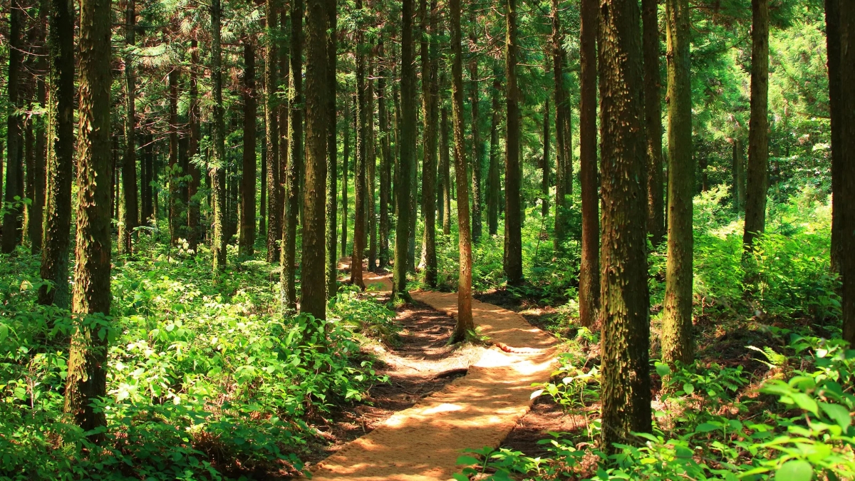 top 10 largest forest in India