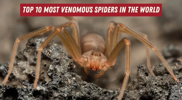 list-of-top-10-most-venomous-spiders-in-the-world-and-their-photos