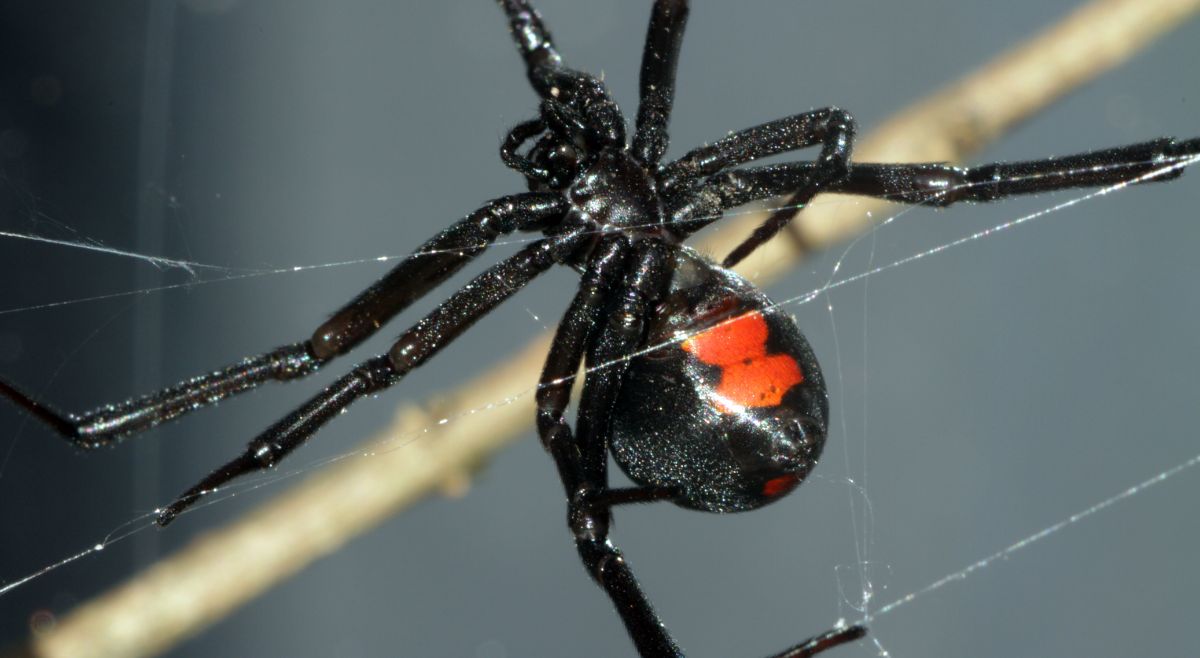 Black Widow Spider