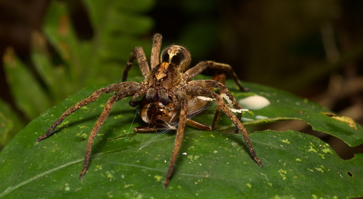Brazilian Wandering Spider