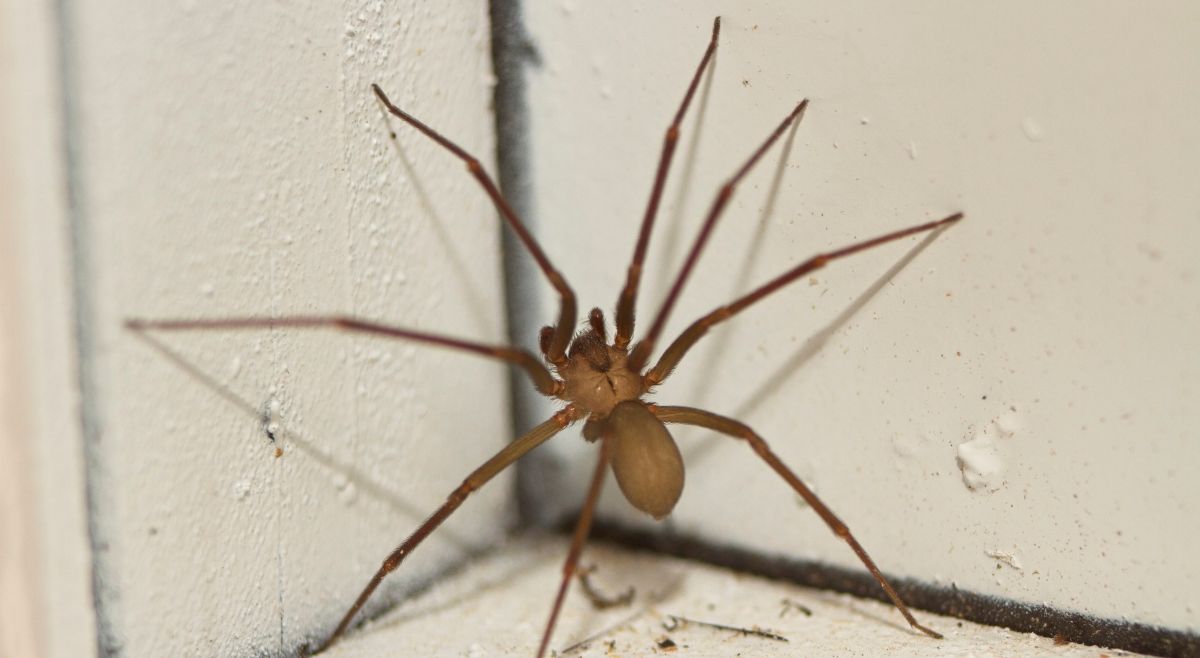 Brown Recluse Spider
