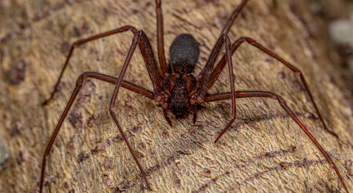 Chilean Recluse Spider