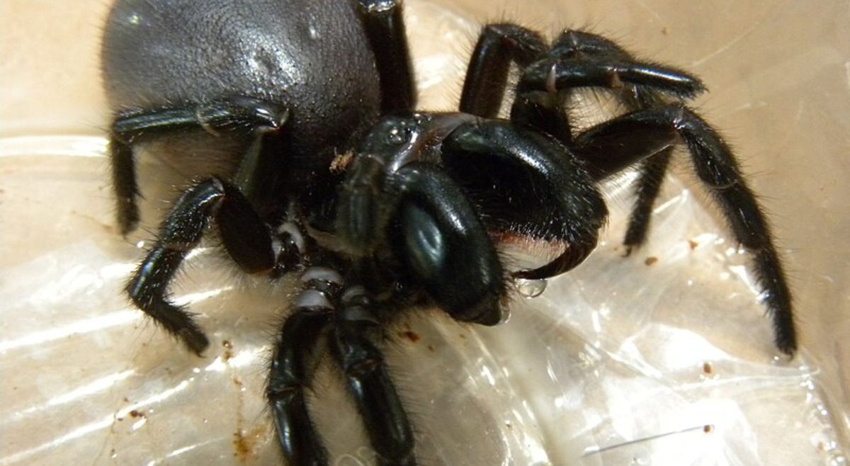 Northern Tree Funnel-Web Spider