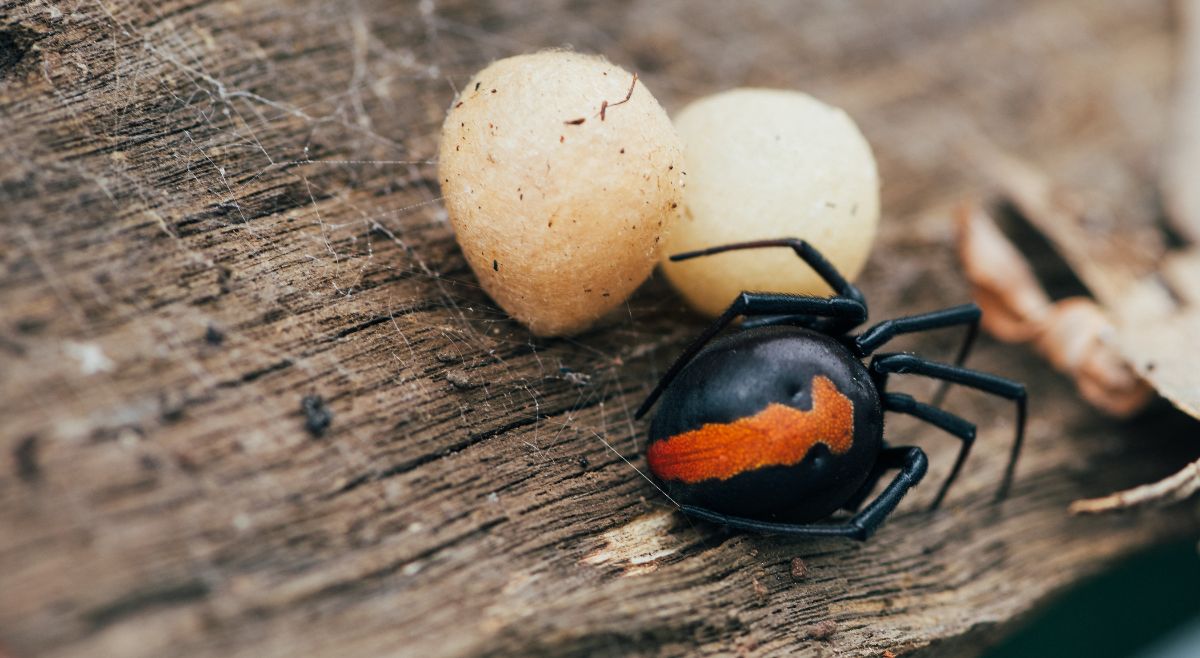 Redback Spider
