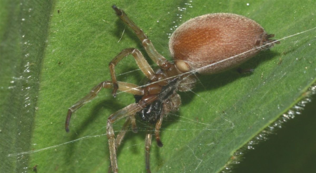 Sac Spider