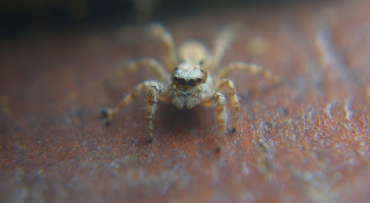 Six-Eyed Sand Spider