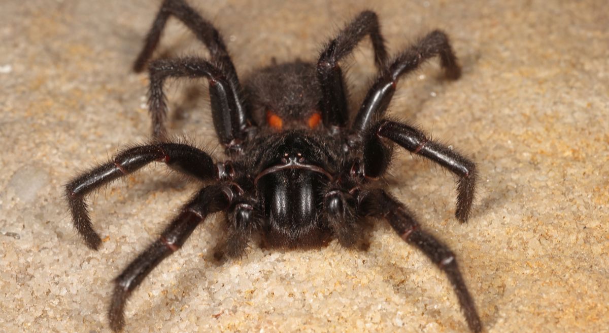 Sydney Funnel-Web Spider