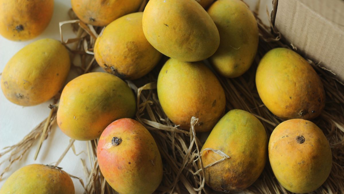 Tips To Identify Authentic Alphonso Mangoes