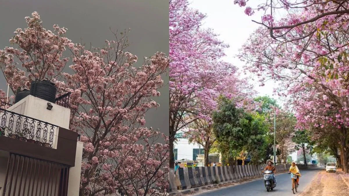 bengaluru-weather-update-rainfall-to-continue-till-this-date-residents-share-cherry-blossom-season-visuals-bangalore-rain