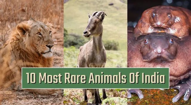 most-rare-animals-only-found-in-india-and-their-photos