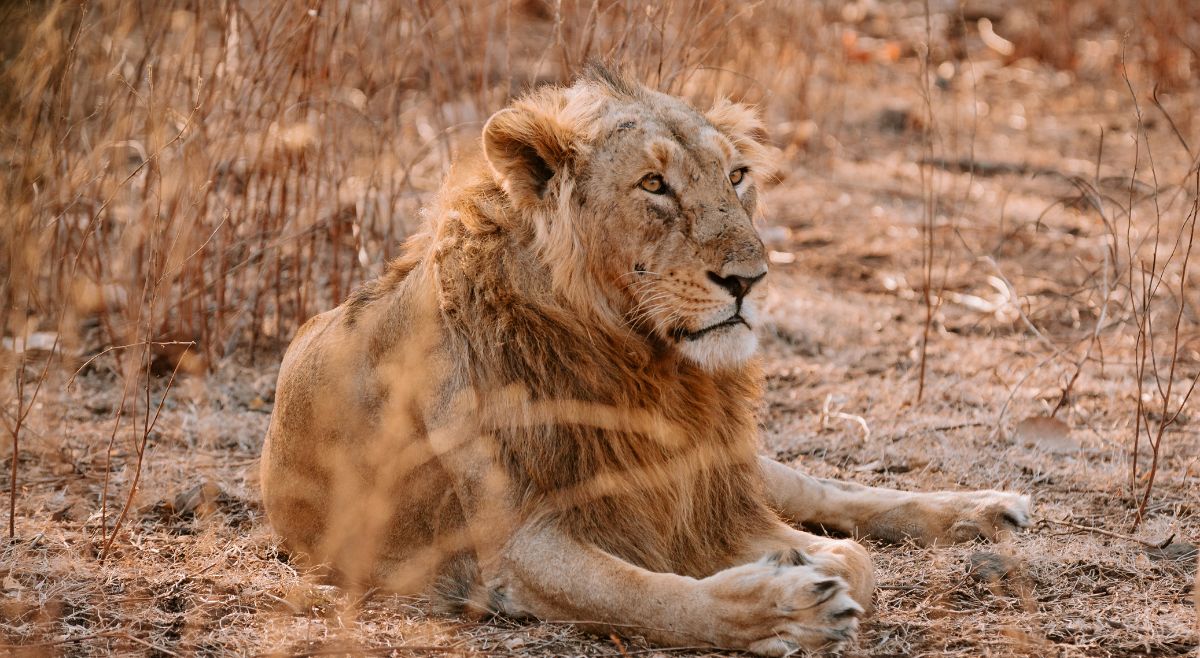 Asiatic Lion