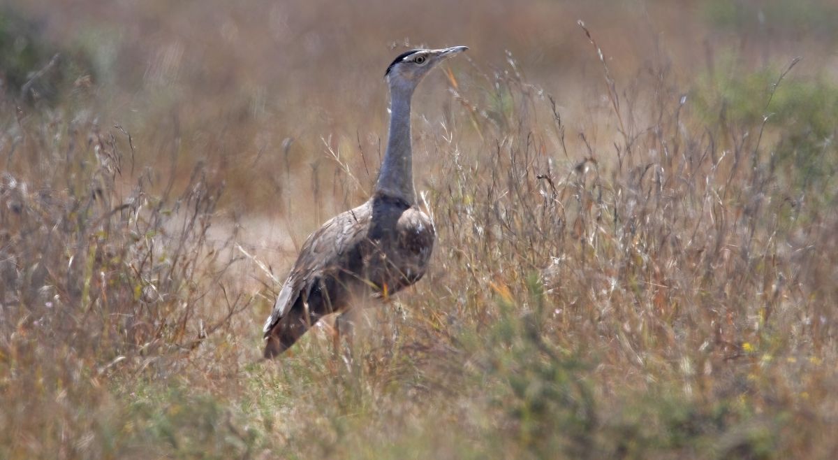 Great Indian Bustard