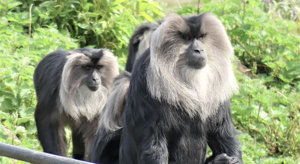 Lion-Tailed Macaque