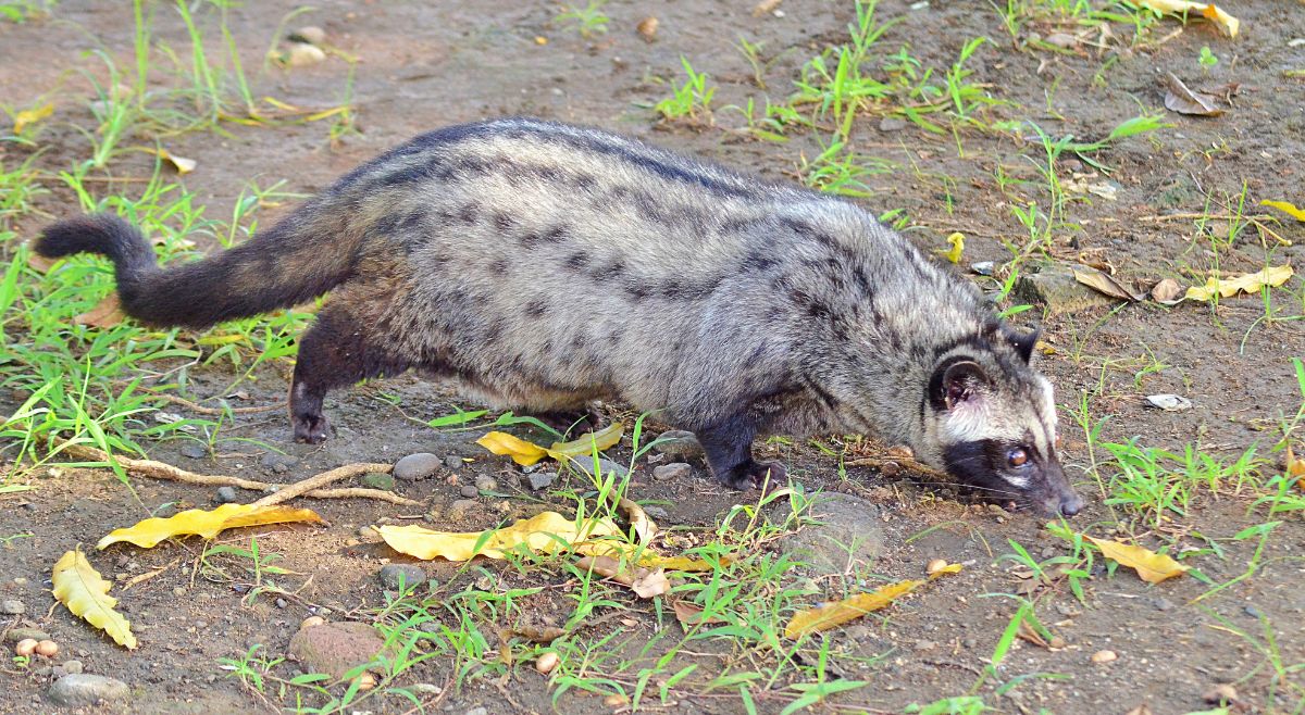 Malabar Civet