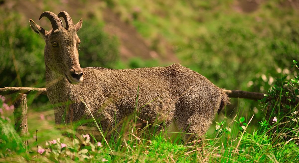 Nilgiri Tahr