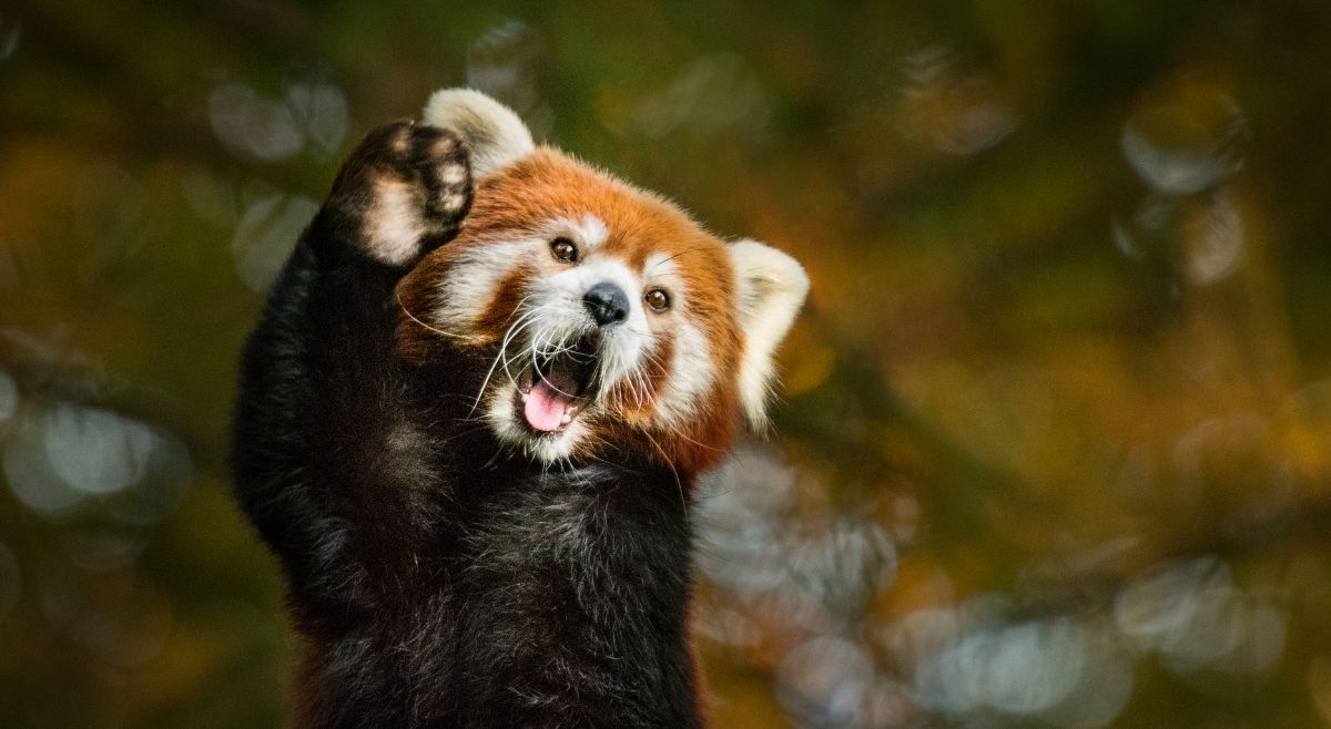Red Panda