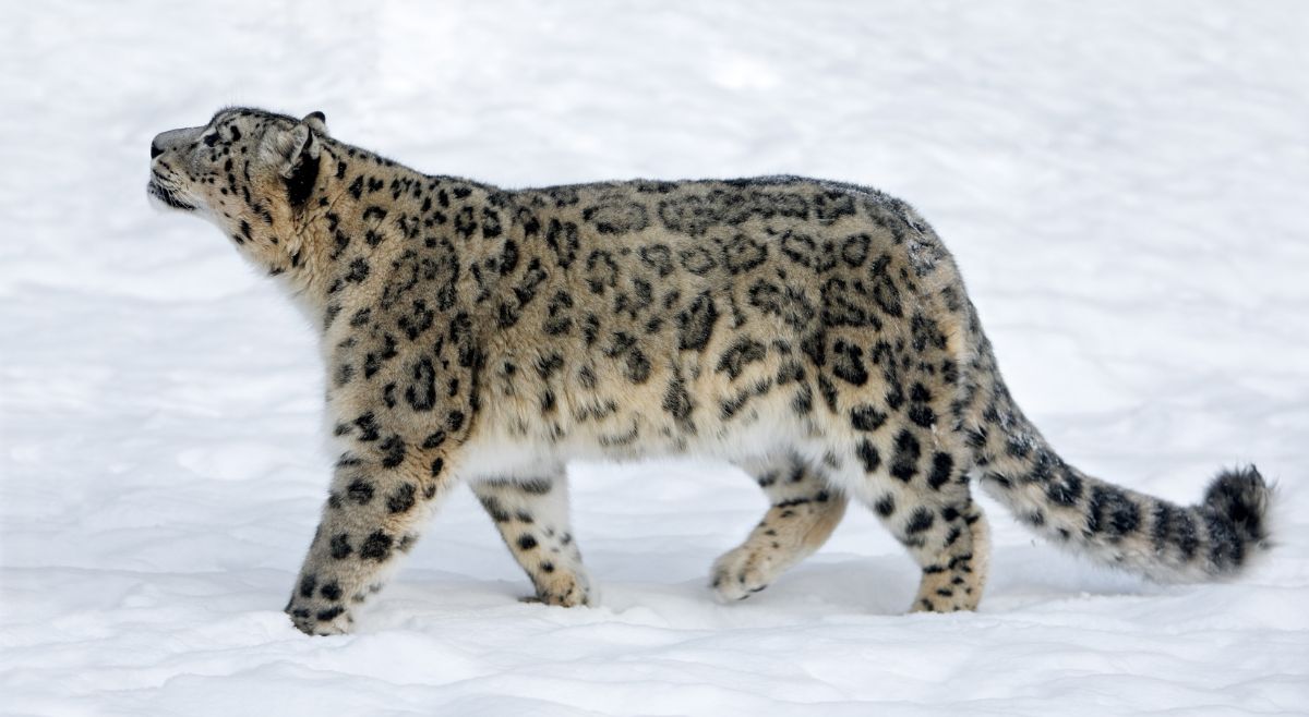 Snow Leopard