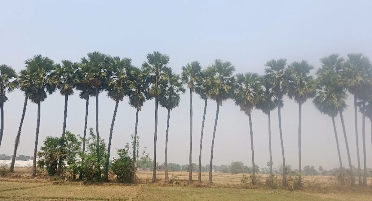 cm-neera-samvardhan-yojana-bihar-govt-to-map-palm-trees-train-tappers-and-promote-health-benefits-in-arwal