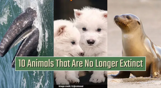 list-of-10-animals-that-are-no-longer-extinct-dire-wolves-come-back-to-life-after-12000-years