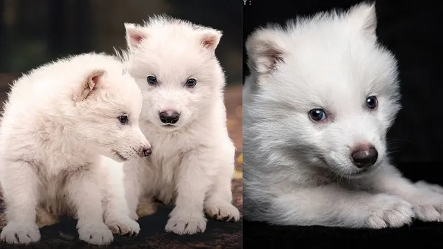 dire-wolves-resurrected-scientists-bring-game-of-thrones-iconic-predator-back-after-10000-years-viral-post