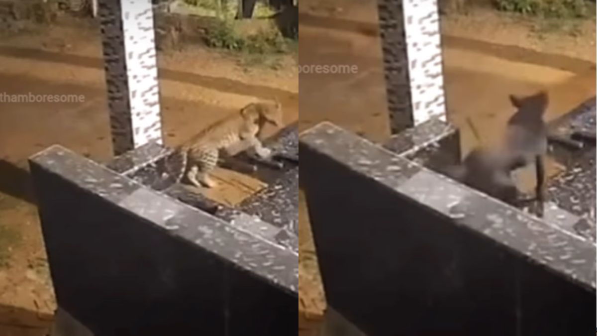 dogesh-bhai-gonna-flex-hard-fearless-dog-scares-away-leopard-with-loud-bark-internet-cant-get-enough-of-viral-standoff