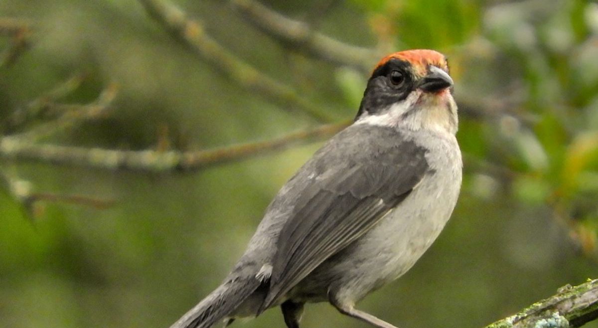 Antioquia Brushfinch
