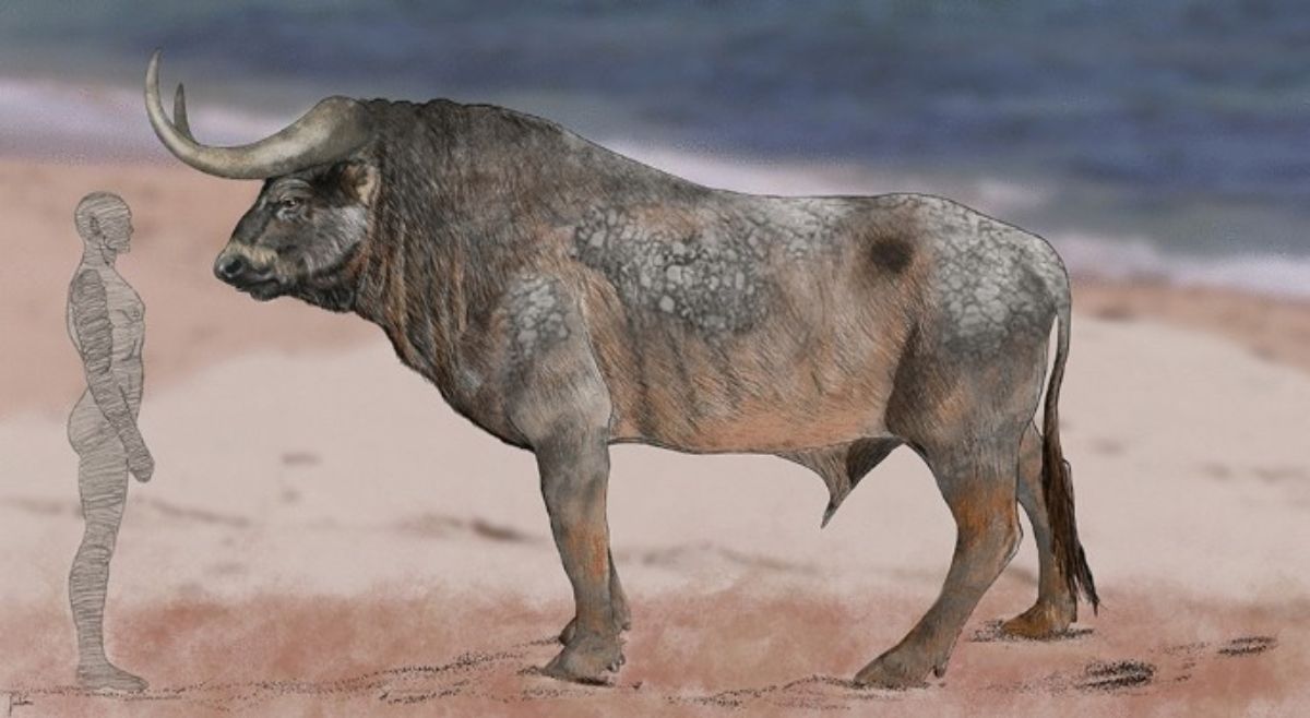 Aurochs
