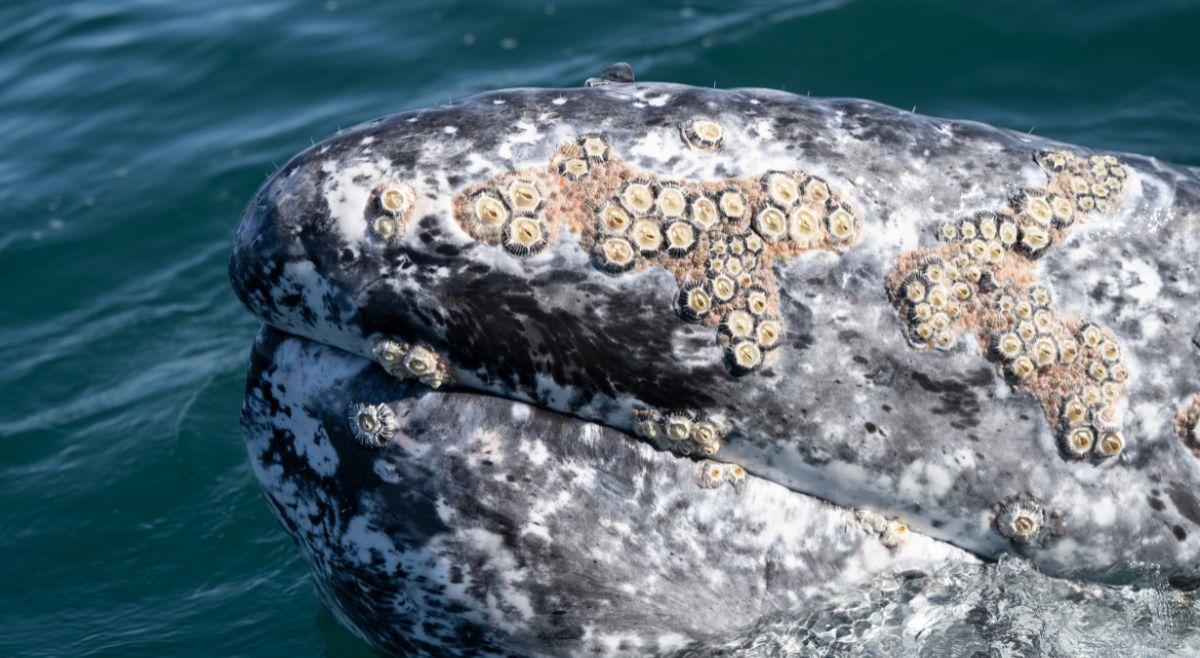 Gray Whales