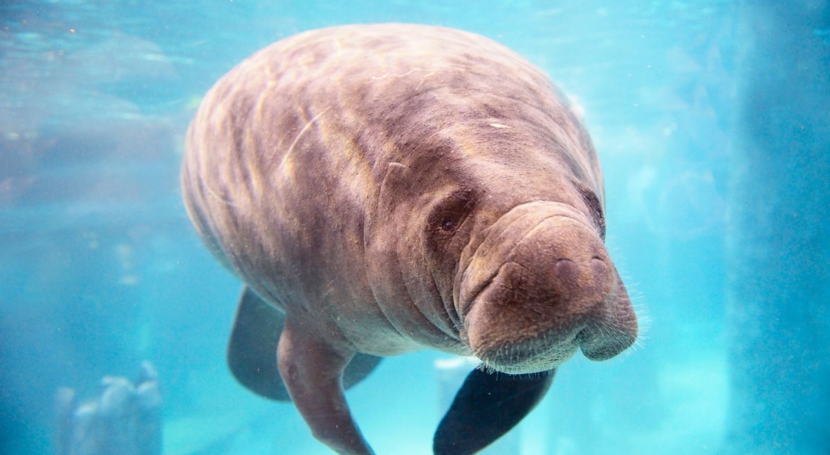 Manatees