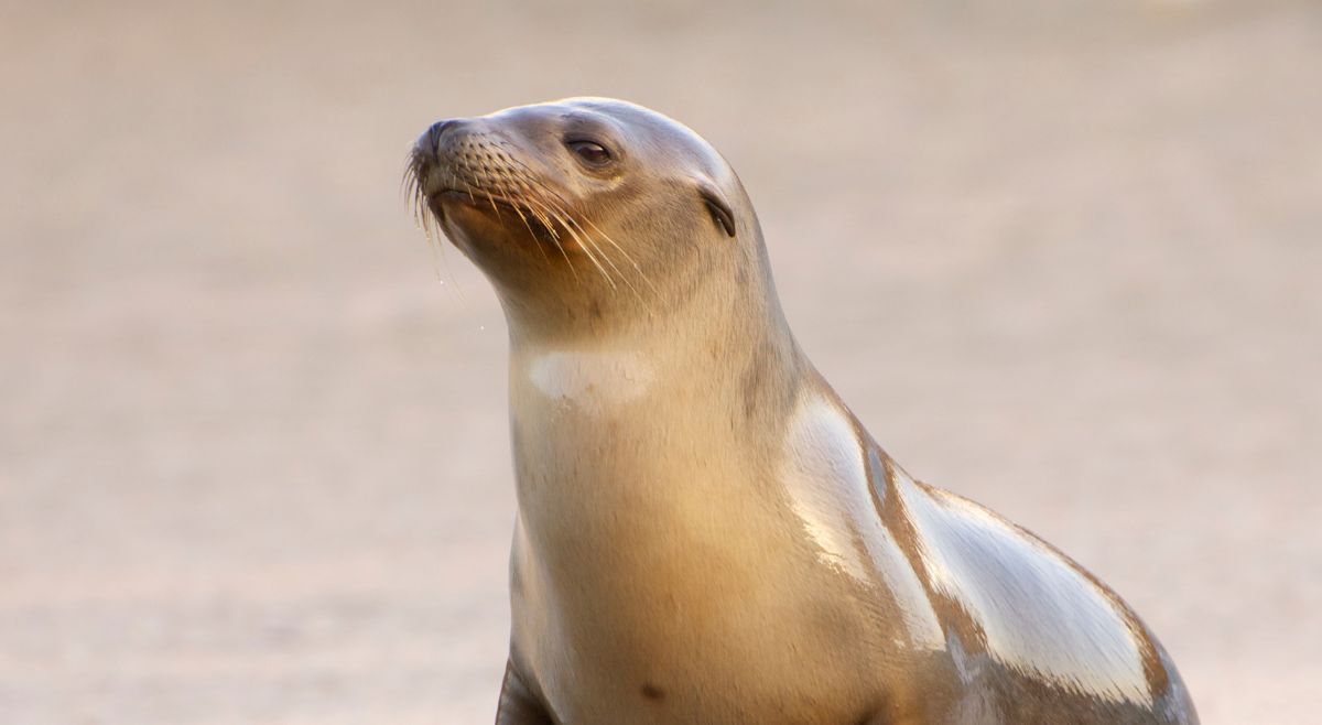 Steller's Sea Lions