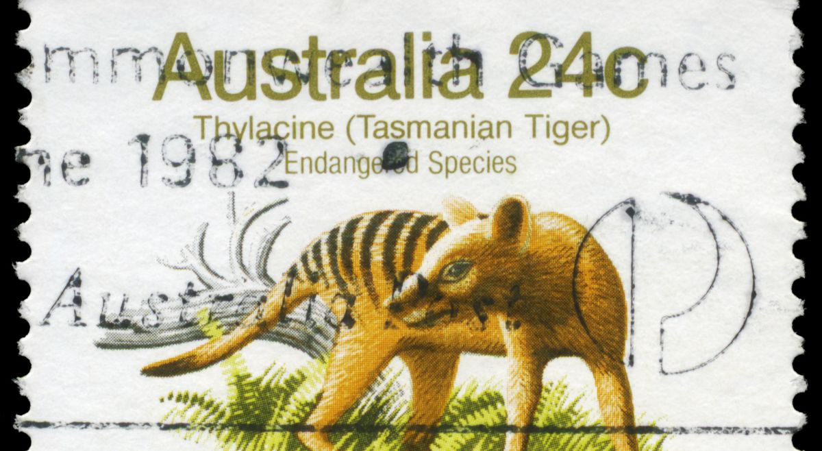 Thylacine