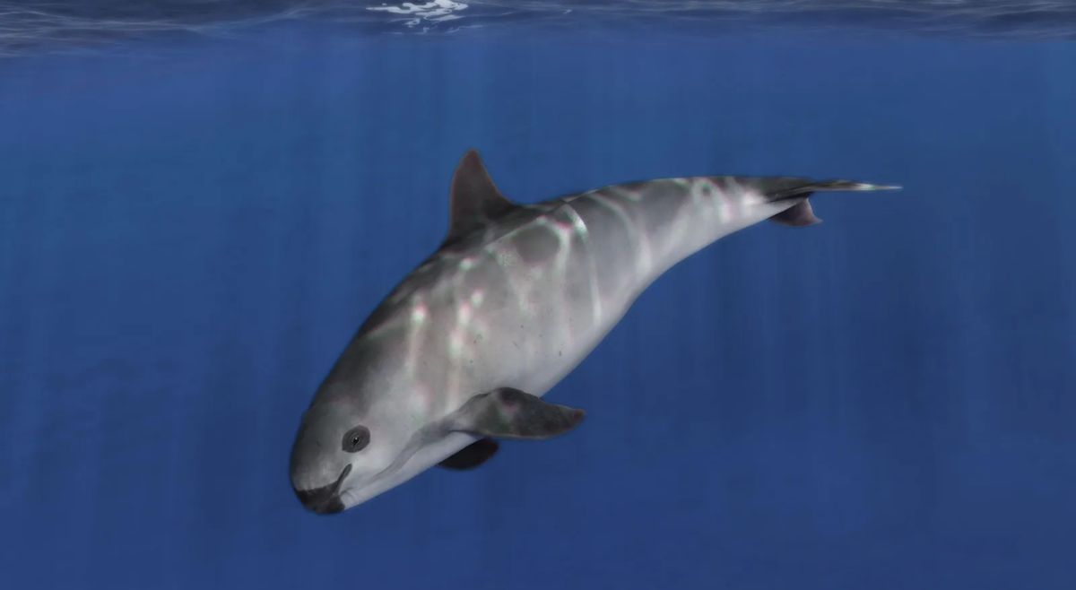 Vaquita