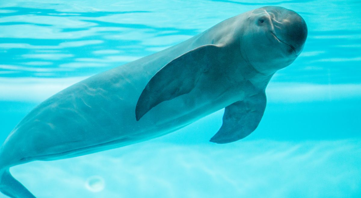 Yangtze Finless Porpoise