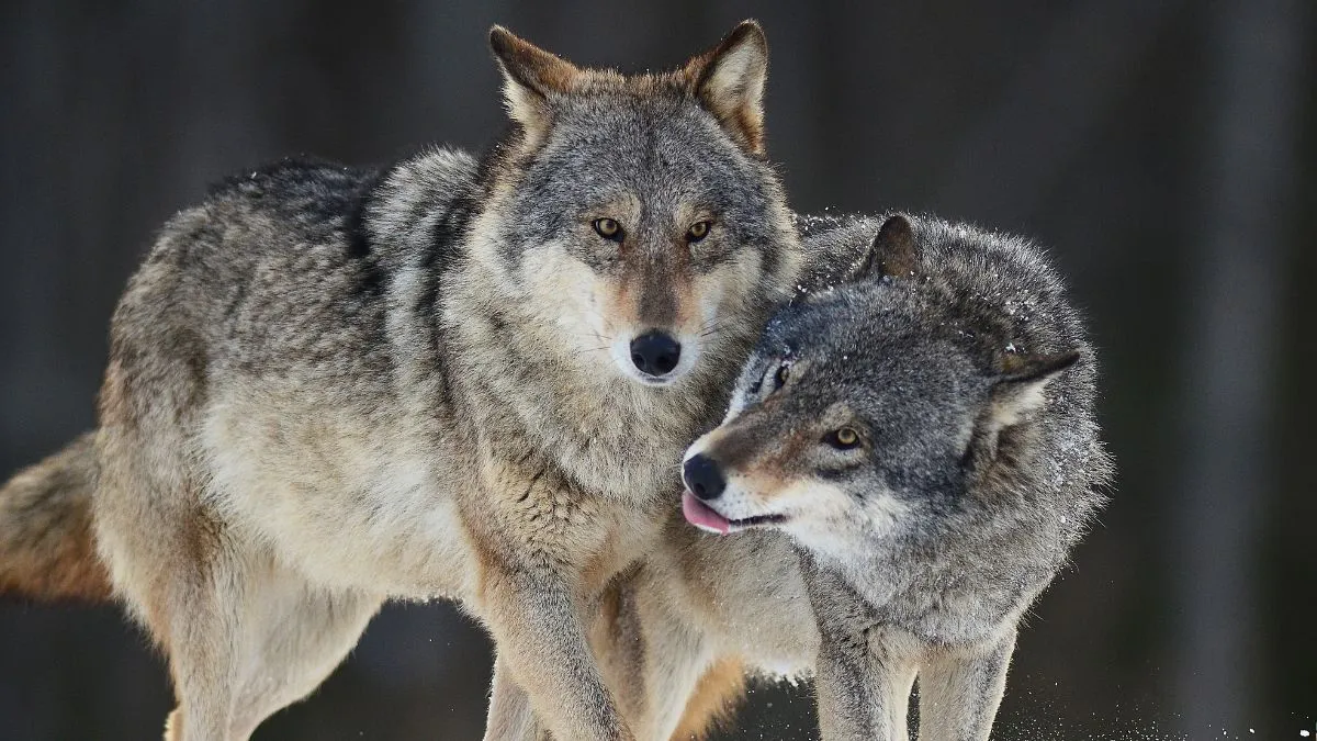 dire-wolf-vs-gray-wolf-size-strength-to-dna-secrets-know-major-differences-between-ancient-giant-and-today-wolves