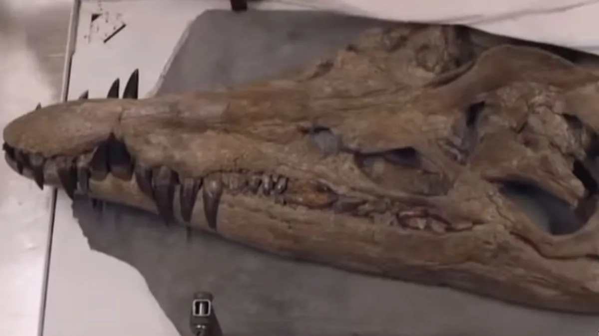 water-t-rex-skull-resurfaces-after-150-million-years-netizens-say-dire-wolves-done-now-bring-back-dinosaur-viral-video