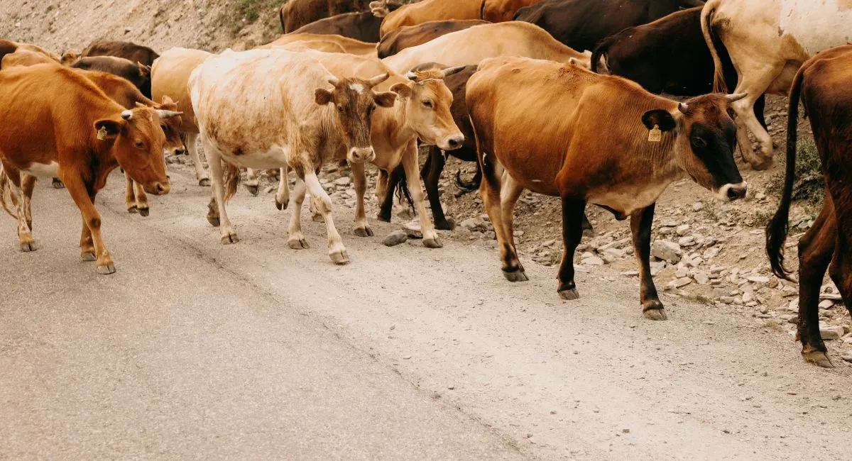 up-animal-husbandry-dept-to-launch-month-long-campaign-to-prevent-highway-accidents-cattle-to-be-tagged-with-radium-strips