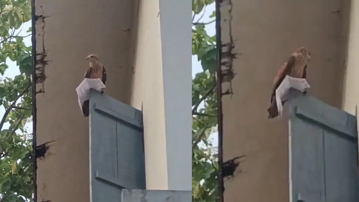 eagle-snatches-hall-ticket-from-kerala-student-but-returns-it-just-before-the-exam-begins-video
