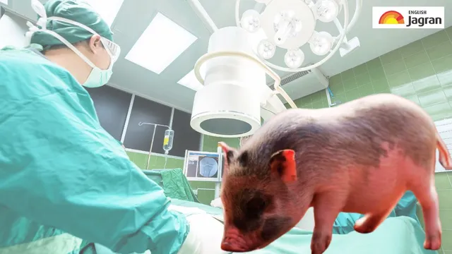 us-woman-towana-looney-lives-130-days-with-pig-kidney-before-groundbreaking-removal