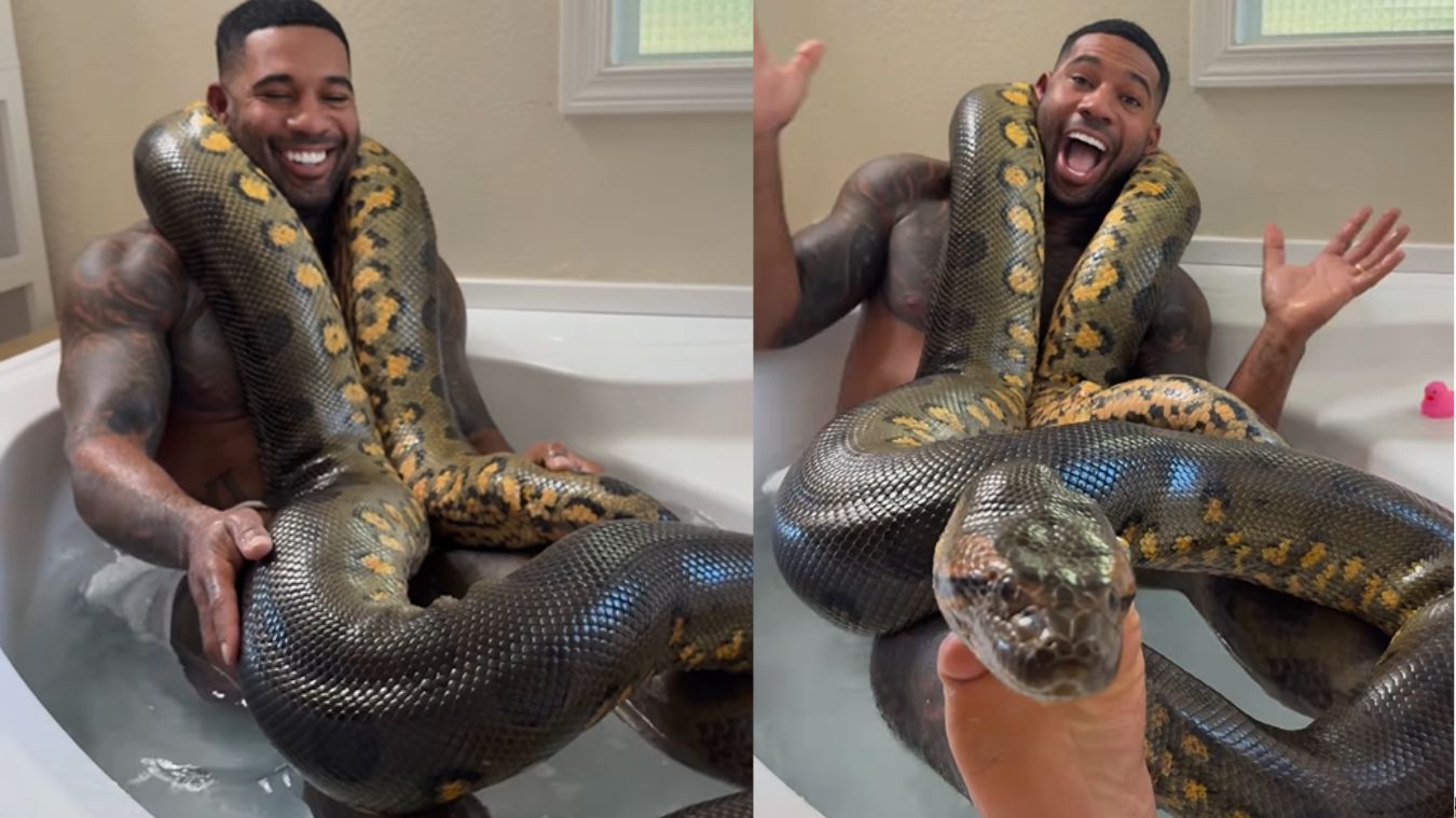 Chilling With A Python? Viral Video Of Man's Bathtub Buddy Leaves ...