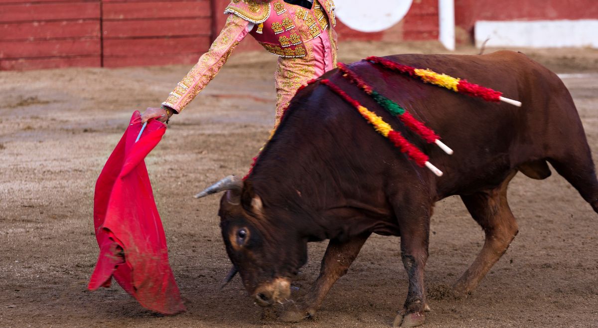 Bull Riding or Bullfighting