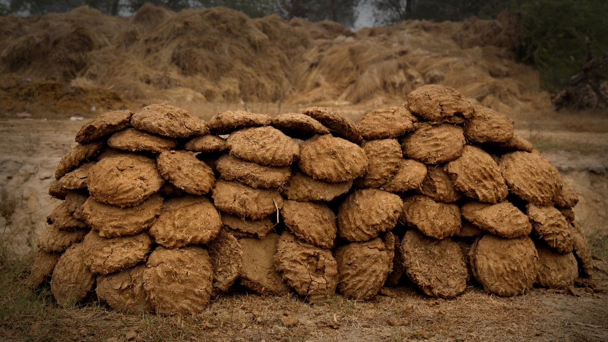 cow dung on walls