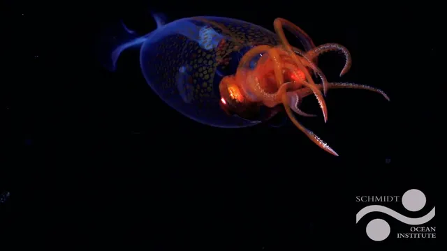 colossal-squid-seen-alive-in-ocean-for-first-time-100-years-after-it-was-first-discovered-video