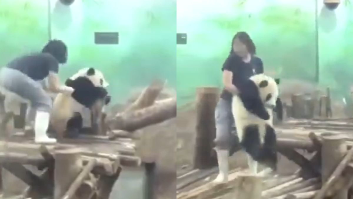 playful-baby-panda-throws-adorable-tantrum-to-escape-bath-time-in-viral-video-internet-cant-handle-the-cuteness