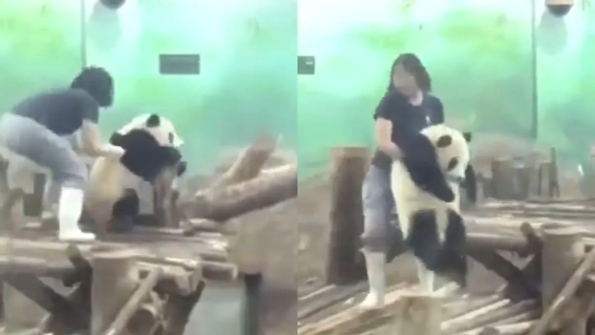 playful-baby-panda-throws-adorable-tantrum-to-escape-bath-time-in-viral-video-internet-cant-handle-the-cuteness