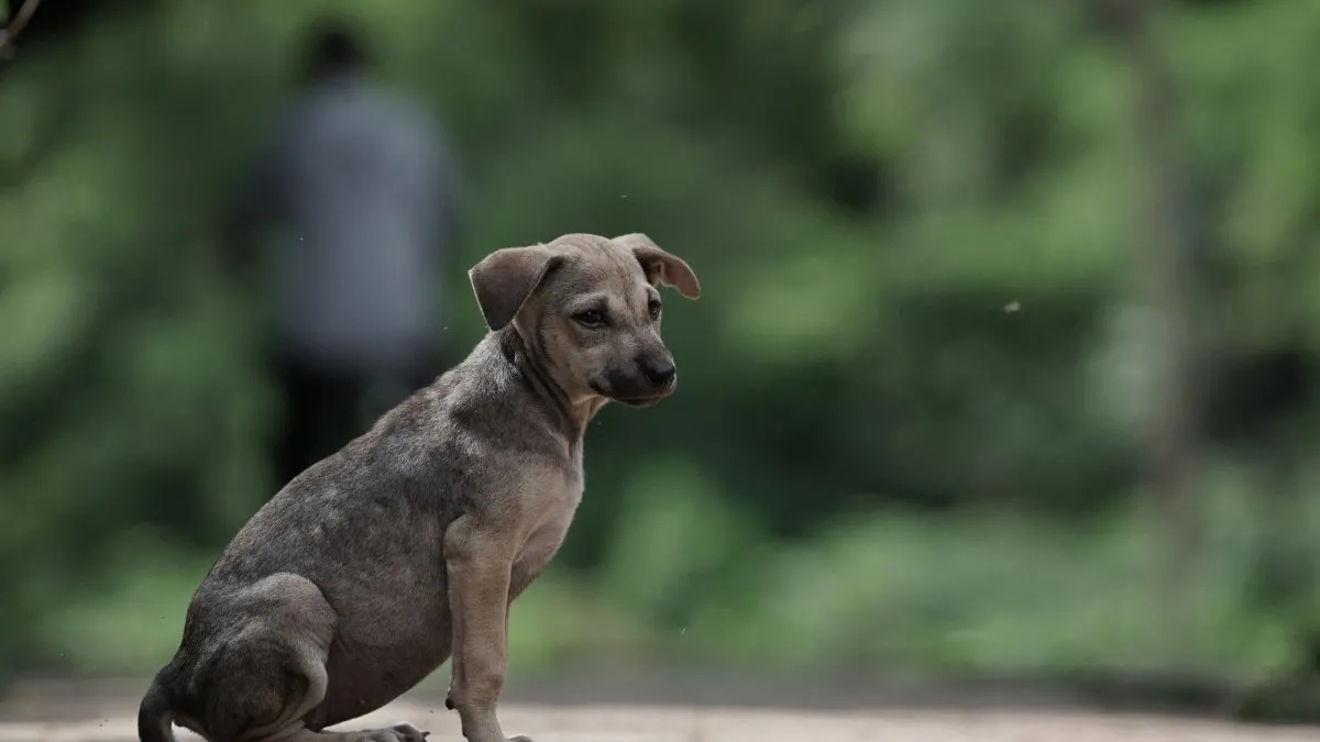hyderabad-shocker-pet-parent-attacks-stray-puppy-with-rock-smashes-it-to-ground-admits-to-killing-five-more