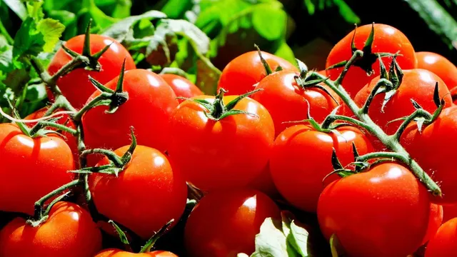 Tomator How To Spot Fake Tomatoes? 5 Tips To Identify Real, Fresh, Juicy Tomatoes