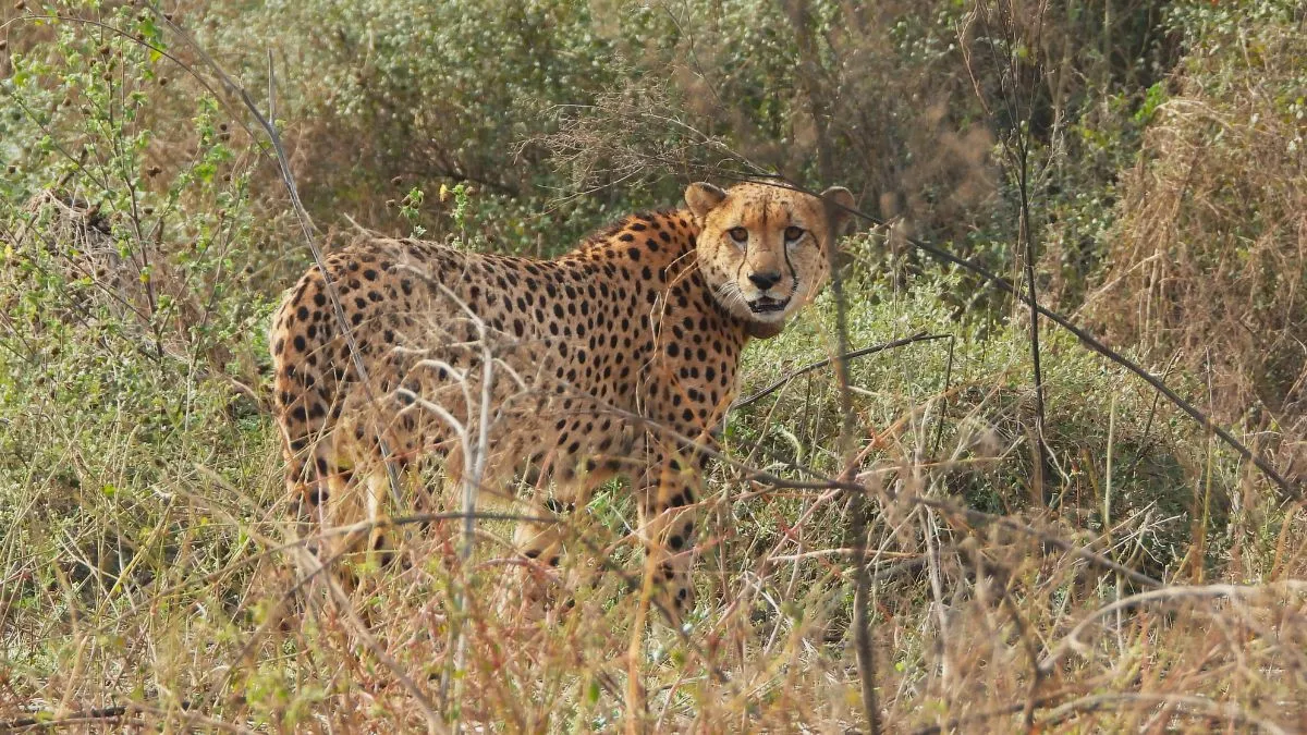 gandhi-sagar-wildlife-sanctuary-likely-to-welcome-cheetahs-on-april-20